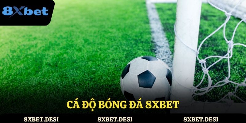 Cá độ bóng đá 8XBET